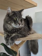 Chatterie des &lsquo;Tites Terreurs