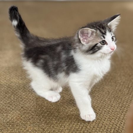CHATTERIE MEWDIE KATT - Image 13