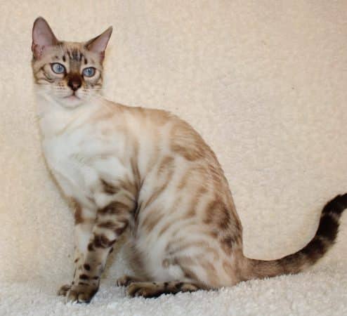 felix-felicis - Image 11