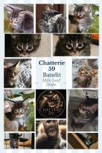 Chatterie 59