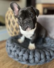 BEAUTY FRENCHY BULLY