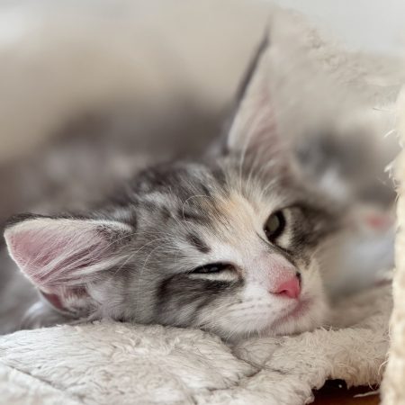CHATTERIE MEWDIE KATT - Image 12