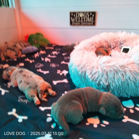 Love is a DOG - Image 18