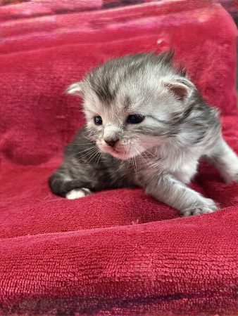 Les Chatons de Zaïa - Image 5