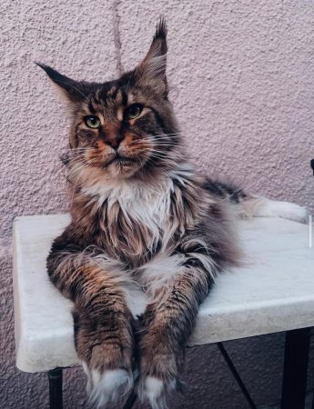 CHATTERIE DE KOOL AND COON S - Image 6