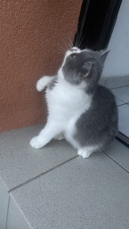 CHATTERIE DOUCE DU COTON BLANC - Image 11