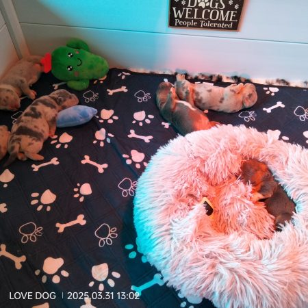 Love is a DOG - Image 19