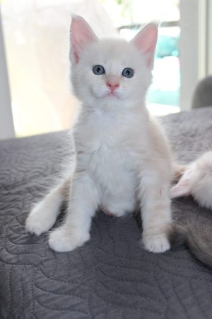 PLUME’S LITTLEPAWS - Image 34
