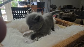 CHATTERIE D�OTSANZ