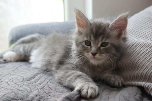 PLUME’S LITTLEPAWS - Image 22