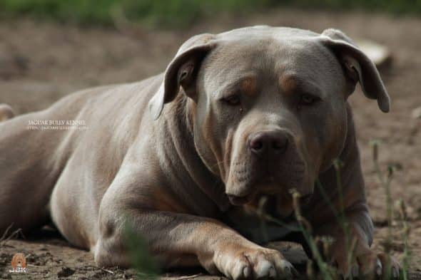 JAGUAR BULLY KENNEL - Image 6