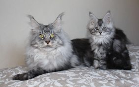 Chatterie du Val Del Fort Cat&rsquo;s