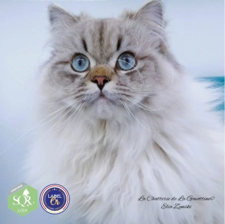 CHATTERIE DE LA GAVOTTINE - Image 4