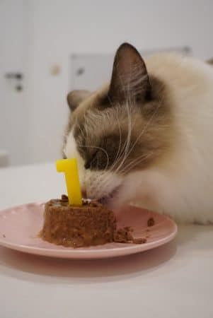DE MIDORI NEKO - Image 2