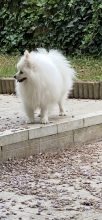 LES PETITS SPITZ DES AURIOL