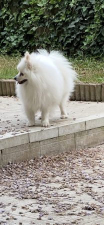 LES PETITS SPITZ DES AURIOL - Image 2