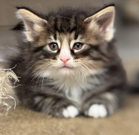 CHATTERIE MEWDIE KATT - Image 19