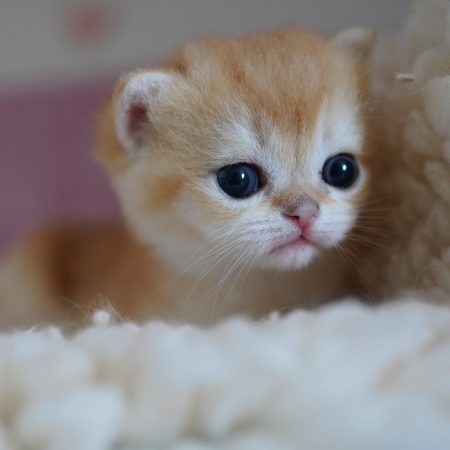 NEKOBAA - Image 10
