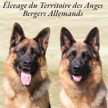 DU TERRITOIRE DES ANGES - Image 1