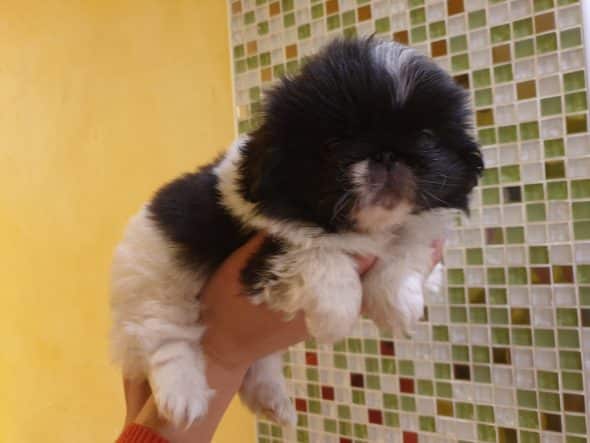 OF DARLING DOG - Image 39