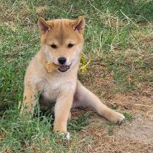 Le monde de luisa