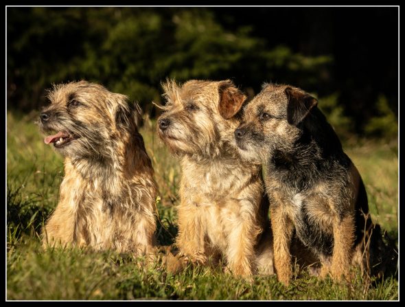 Les loutres de terre - Image 1