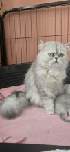 LA CHATTERIE DE LOLO DYDY