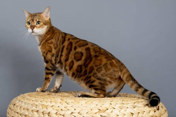 felix-felicis - Image 7