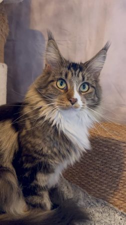 CHATTERIE DU MONT D ANGELYS - Image 6