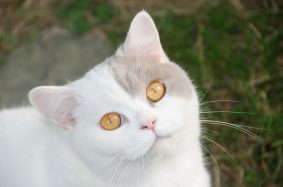 CHATTERIE DES COSMOPOLITAINS