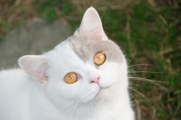 CHATTERIE DES COSMOPOLITAINS - Image 5