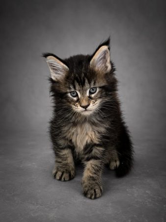 CHATTERIE MAINE COONS OF IRISH TOUCH - Image 9