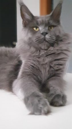 AMITYCOON - Image 1