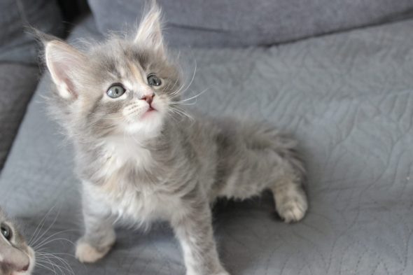 PLUME’S LITTLEPAWS - Image 9