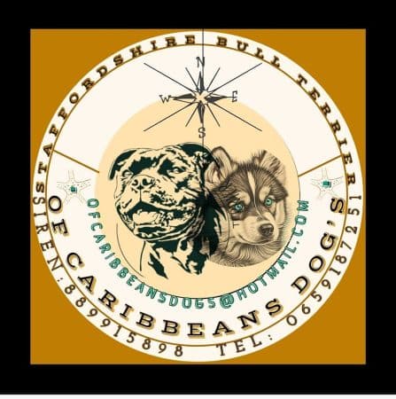 of caribbeans dog&rsquo;s - Image 1