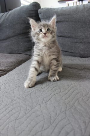 PLUME’S LITTLEPAWS - Image 46