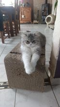 CHATTERIE DE LA BAIE ETOILEE