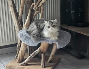 CHATTERIE DE LA BAIE ETOILEE
