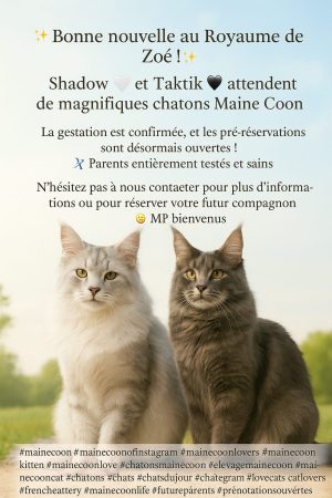 ROYAUME DE ZOE - Image 1