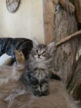 WHISPER COON DEN