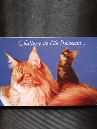 CHATTERIE DE L ILE BOISSEAU - Image 12
