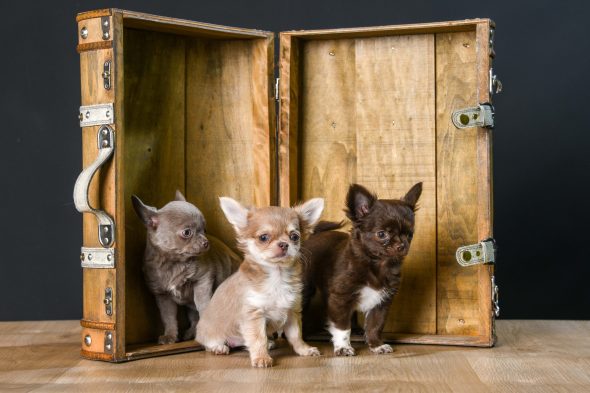 CHIHUAHUA OLIVER - Image 1
