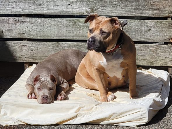 BREIZH BULLY KENNEL - Image 7