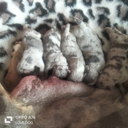 Love is a DOG - Image 16