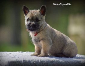 DUMONTIER FRANCK