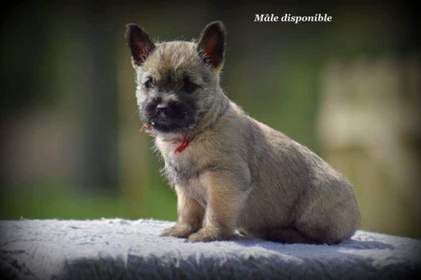 DUMONTIER FRANCK - Image 2