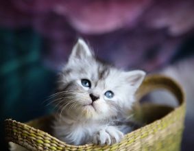 CHATTERIE DES CHALESIENS