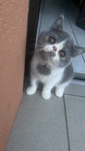 CHATTERIE DOUCE DU COTON BLANC