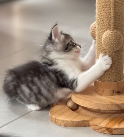 CHATTERIE MEWDIE KATT - Image 16