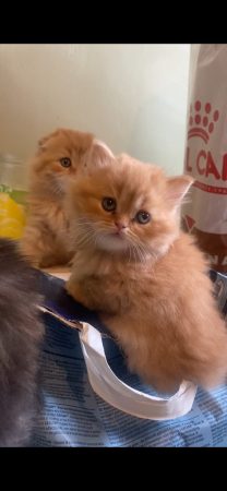 CHATTERIE DE SKOTTY CAT - Image 3